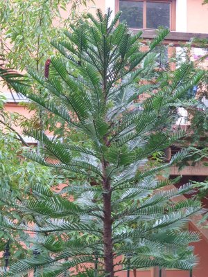 Wollemia nobilis - wolemie vznešená - po zimě opět na svém venkovním stanovišti. 01